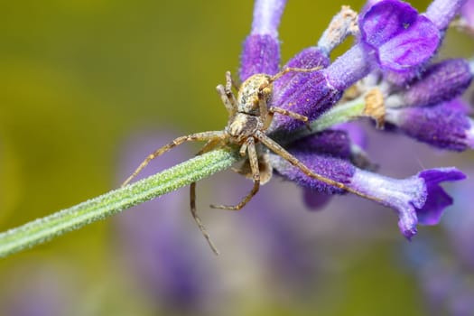 small garden brown spider waiting for its prey on lavender. Europe, Czech Republic wildlife