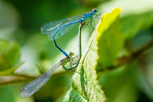 matting dragonfly, Coenagrion hastulatum or the northern damselfly or spearhead bluet, damselfly in the family Coenagrionidae. Europe, Czech republic wildlife