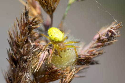 Cucumber green spider on grass in summer forest. Araniella cucurbitina with spider net, waiting for its prey. Europe, Czech Republic wildlife