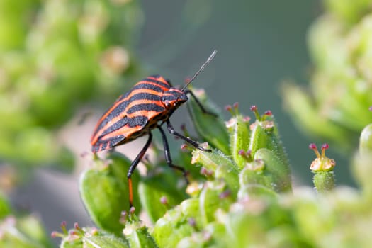 bug graphosoma lineatum - striped beetles in forest on green plant. Europe, Czech Republic wildlife