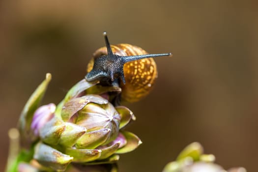 Garden snail (Helix aspersa) on flower, Europe, Czech Republic wildlife