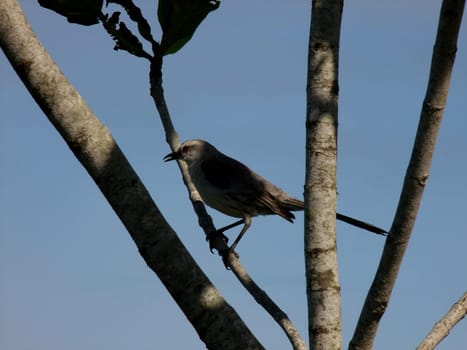 salvador, bahia / brazil - january 7, 2011: bird was seen in a tree in the city of Salvador....