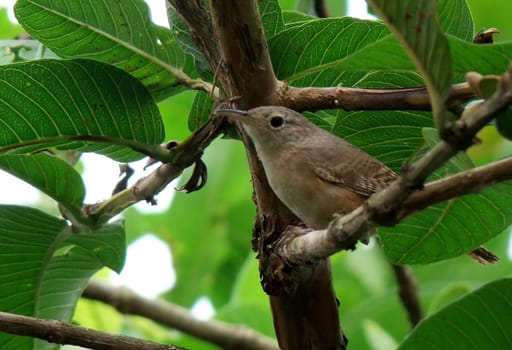 salvador, bahia / brazil - november 14, 2010: bird ben-ti-vi is seen in a tree in the city of Salvador.