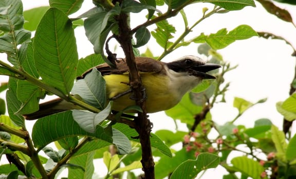 salvador, bahia / brazil - november 14, 2010: bird ben-ti-vi is seen in a tree in the city of Salvador.