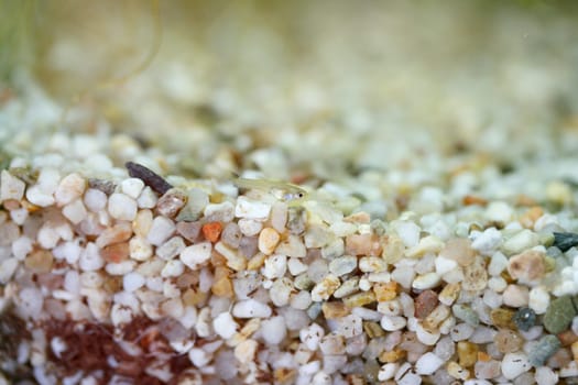 A young guppy (Poecilia reticulata), a popular freshwater aquarium fish.