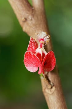 Goethea (Goethea cauliflora) is a mallow family and comes from Brazil.