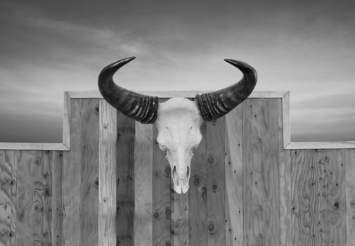 Skull cow front view  hung on wooden wall