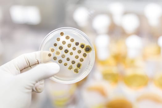 Scientist growing bacteria in petri dishes on agar gel as a part of scientific experiment. Corona virus pandemic concept. Development of virus treatment drug.