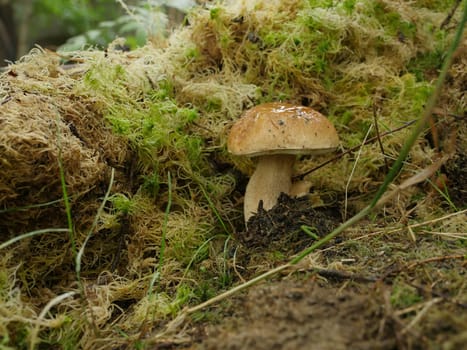 white mushroom boletus in moss close to
