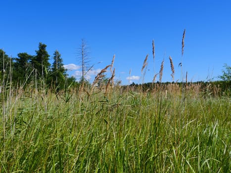 green grass in the meadow beautiful landscape low angle view