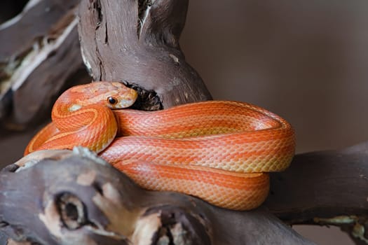 Orange and yellow pet corn snake hides face and coils on a branch, with copy space in the upper right corner. Bright vibrant morph colors.