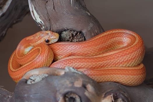 Red orange and yellow stripes pattern this pet corn snake that perches on a thick branch in its terrarium. Plain background makes color stand out.