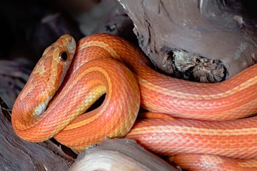 Eye shines on bright and vibrantly colored orange red yellow pet corn snake. Dark background and deep brown log make subject stand out. Striking image