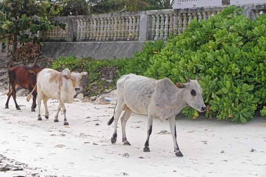 Cows walking at beach in Zanzibar