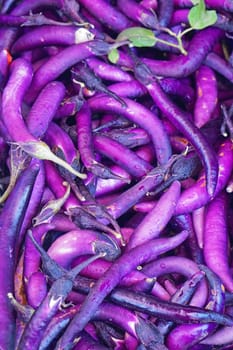 Bunch of slim purple eggplant