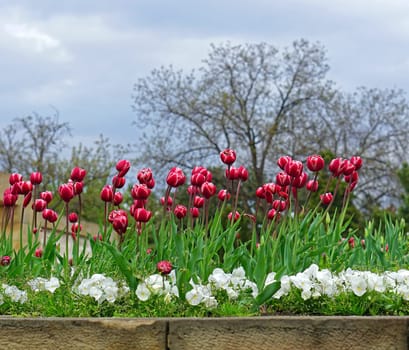 Purple tulip flowers at city park