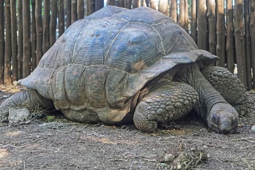 Giant tortoise turtle in Zanzibar