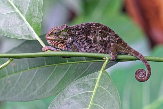 Big brown chameleon in Africa