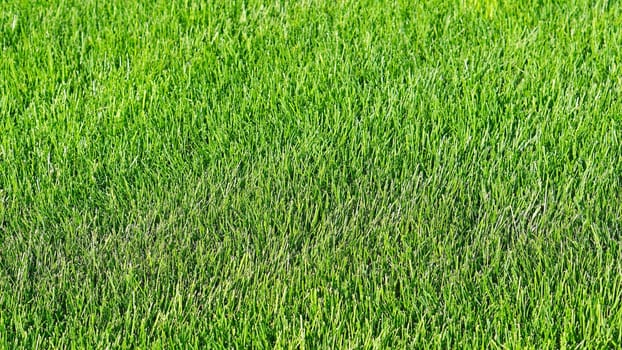 Green grass lawn field in park
