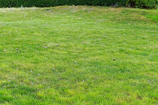 Green grass lawn field in park