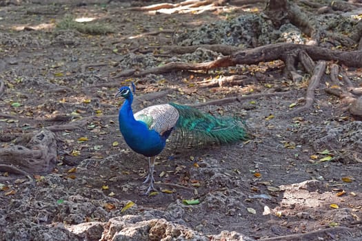 One peacock in wood