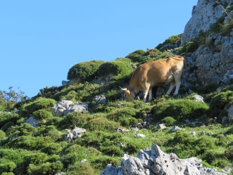Beautiful large cows and well nourished by the green pastures of the mountain Beautiful large cows and well nourished by the green pastures of the mountain
