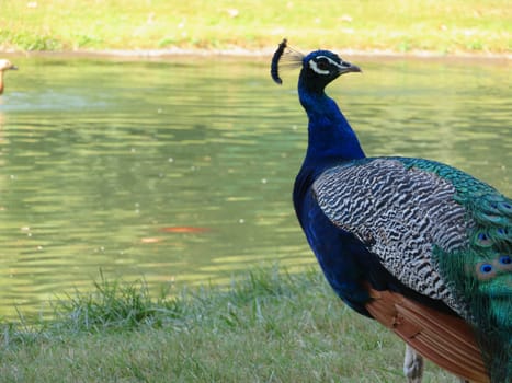 beautiful peacock of fantastic bright colors of long feathers
