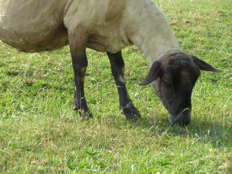 sheep domestic animal wool milk beautiful grass meat