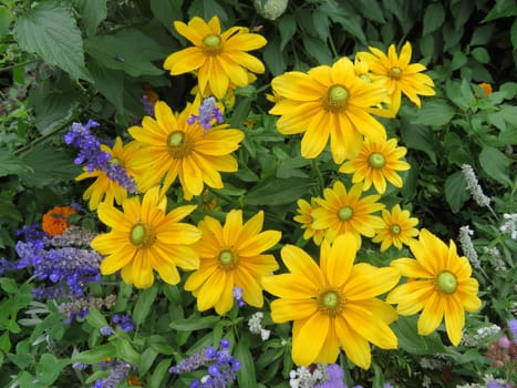 beautiful naturally colored flowers different fresh luminous aromatics
