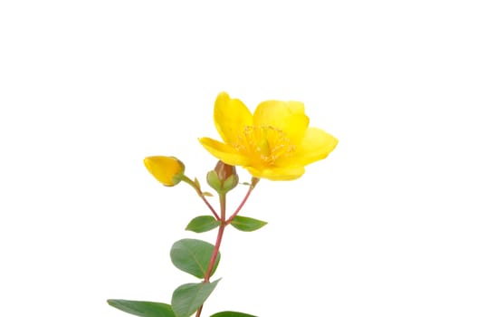 Ornamental St. John's Wort on a white background