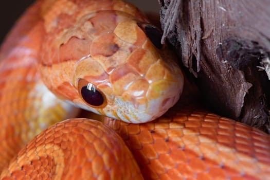 Super close up macro image, front view of pet orange corn snakes face. Mouth and beady round black eyes are clearly visible.