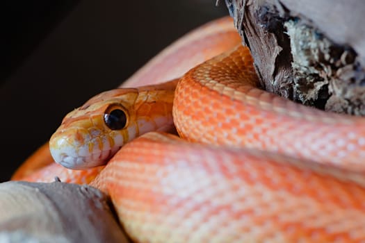Super macro image of pet orange corn snake, face and especially eye is highlighted. Striking colors and coils lead into the image. Plain background.