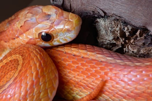 Macro close up image of orange and yellow pet corn snake. Side of face and end of tail visible over vibrantly colored coils.