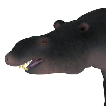 Moeritherium is an extinct mammal related to the elephant and the sea cow. This herbivore lived in Egypt during the Eocene Period.