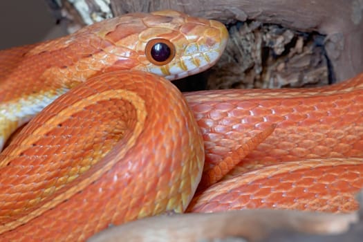 Macro horizontal portrait of coiled pet orange corn snake. Scales gleam and tail pokes through. Young juvenile snake.