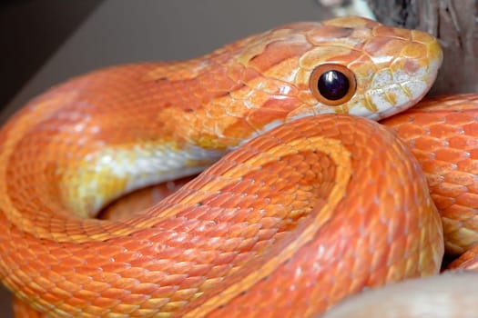 Close up image of young stripy orange and yellow pet corn snake. Catch light in black beady eye and frame filling body curves.
