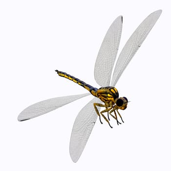 Meganeura was an insect dragonfly that lived in the Carboniferous Period of France and England.