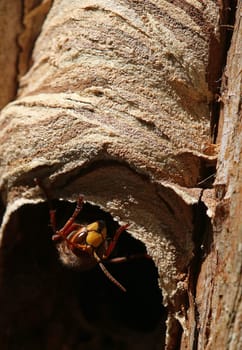 Hornet Vespa crabro at the entrance of their nest