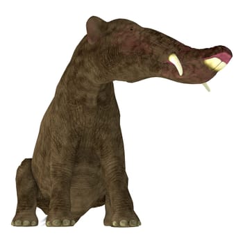 Platybelodon was a herbivorous extinct mammal related to the elephant that lived in Miocene Era in Africa, Europe, Asia and North America.