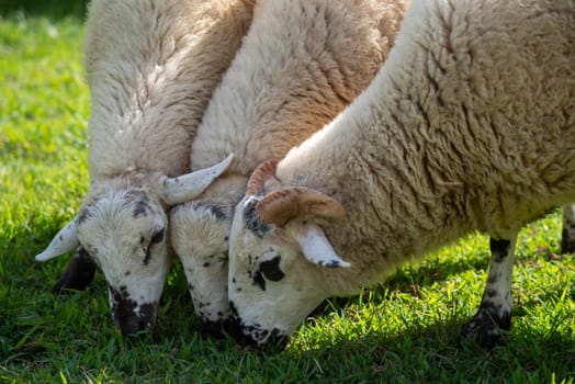 Ram with horns in foreground and wo ewes beside him grazing in a grassy field. Natural light with copy space.