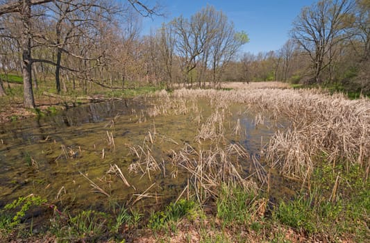 Grassy Wetland in the Forest in Moraine Hills Stae Park in Illinois