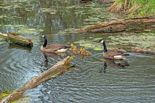 Goose Family Wending Theiw Way Through the Marshland in Volo Bog State Natural Area in Illinois