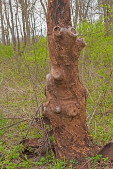 Distinctive Weathered Tree Trunk in the Forest in Volo Bog State Natural Area in Illinois