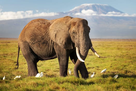 African bush elephant (Loxodonta africana) walking on savanna, with white Cattle Egret (Bubulcus ibis) birds, with mount Kilimanjaro top snow covered in background. Amboseli national park, Kenya