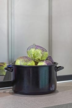 Many cabbage vegetaables in big pot at counter
