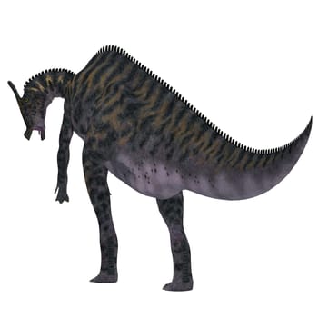 Saurolophus was a Hadrosaur herbivorous dinosaur that lived in Mongolia, Asia in the Cretaceous Period.
