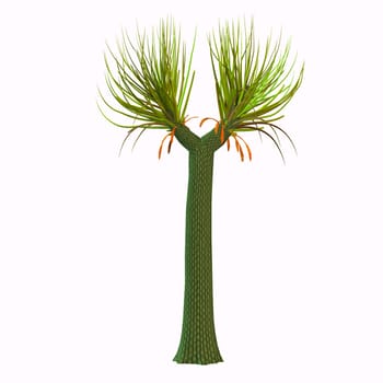 The “twin” of Lepidodendron, Sigillaria (with its several species) shared with it the domination over the huge humid Carboniferous forests.