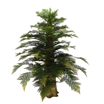 Tempskya was a tree fern diffused in the Cretaceous period. Its large trunk was in fact the optical result of many fern stems growing tightly pressed one to each other.