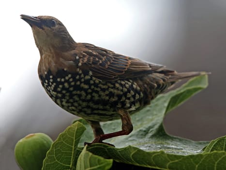 Young starling Sturnus vulgaris in the fig tree