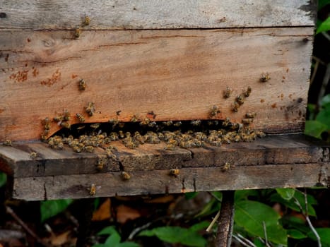 eunapolis, bahia / brazil - march 19, 2010: hive of african bees is seen in apiary in the city of Eunapolis.